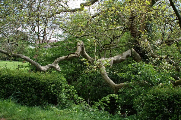 Viejo Árbol Crujiente — Foto de Stock