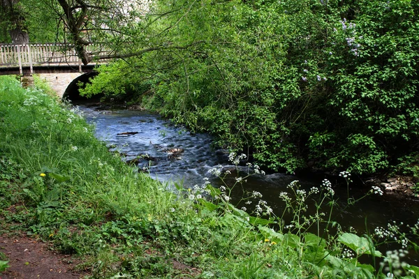 Piękny Widok Rzekę Lesie — Zdjęcie stockowe