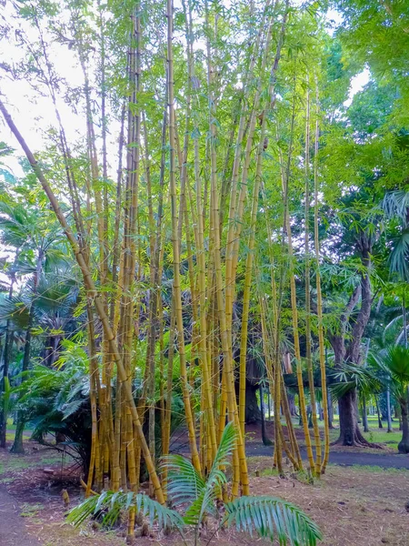 Sir Seewoosagur Ramgoolam Jardim Botânico Pamplemousses Ilha Maurícia — Fotografia de Stock