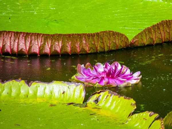 Sör Seewoosagur Ramgoolam Botanik Bahçesi Pamplemousses Mauritius Adası — Stok fotoğraf