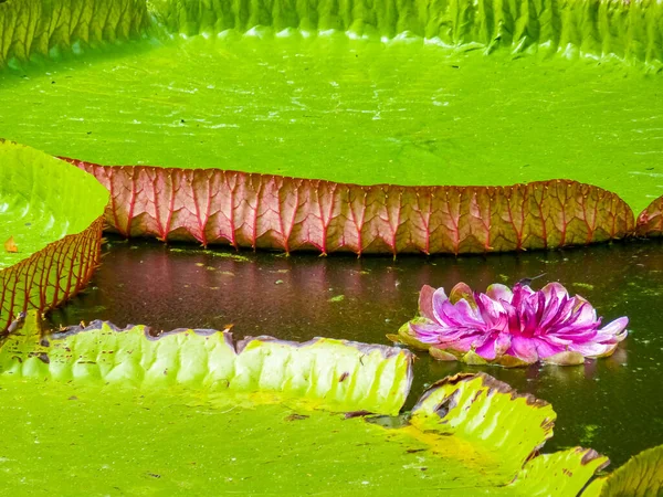 Jardín Botánico Sir Seewoosagur Ramgoolam Pamplemousses Isla Mauricio — Foto de Stock