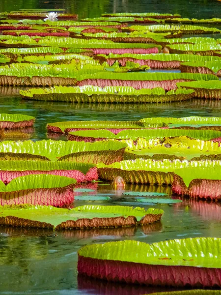 마우리 모스의 식물원 Sir Seewoosagur Ramgoolam Botanical Garden — 스톡 사진