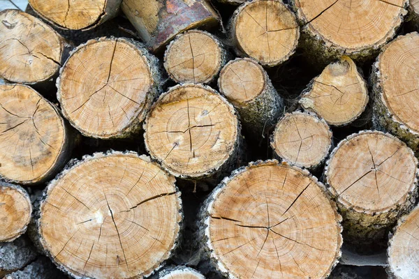 Hromada Dřevěných Klád Naskládaných Lese — Stock fotografie