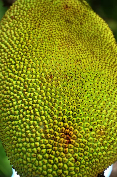 Nahaufnahme Einer Gelben Blume — Stockfoto