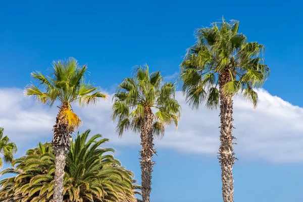 Palma Przed Błękitnym Niebem Maderze — Zdjęcie stockowe