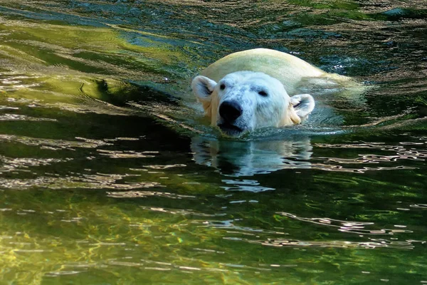 Urso Polar Água — Fotografia de Stock