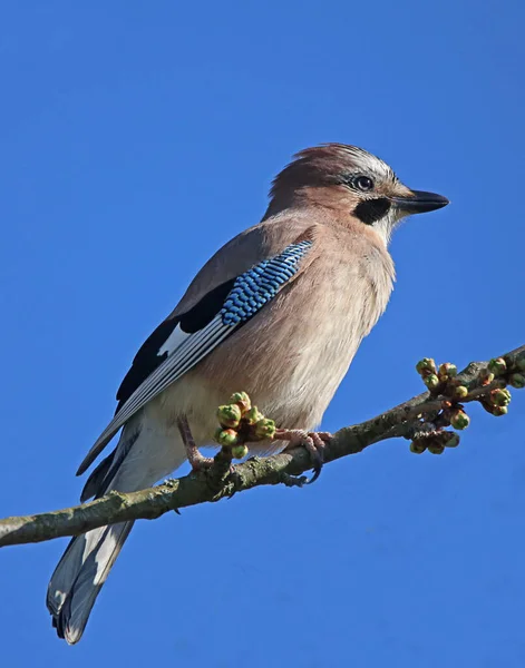 Vogel Een Tak Van Een Boom — Stockfoto