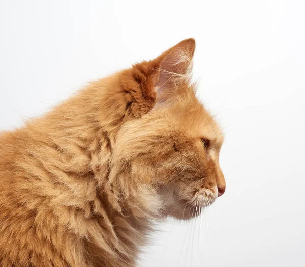 成年生姜绒毛猫的特征 白色背景上有大胡子 — 图库照片