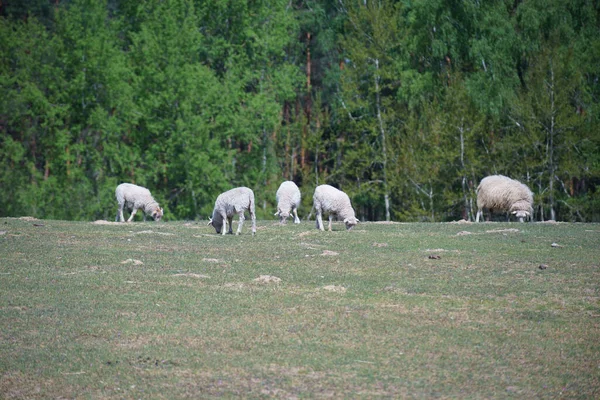 Домашня Вівця Баранина Фермі — стокове фото