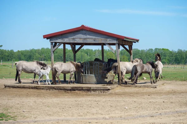 Polnisches Urpferd Konik Auf Einem Bauernhof Der Nähe Des Zubringers — Stockfoto