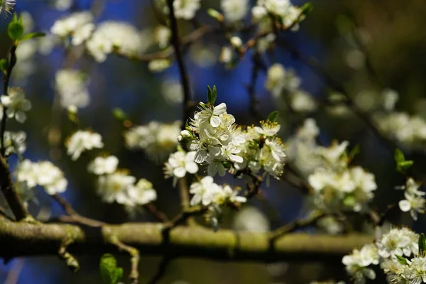 Prunus Domestica Kvete Pod Modrou Oblohou Dubnu — Stock fotografie