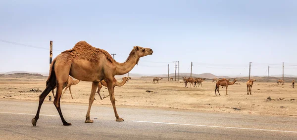 Kameler Öknen Morocco — Stockfoto
