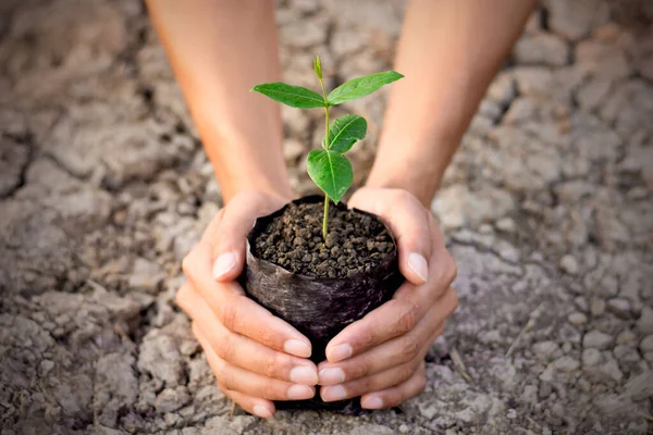 Mujer Joven Sosteniendo Una Planta Las Manos —  Fotos de Stock