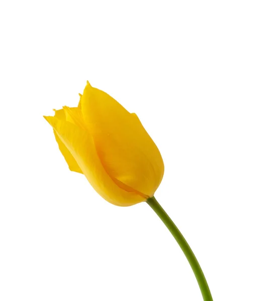 One Blooming Yellow Tulip Green Stem Isolated White Background Spring — Stock Photo, Image