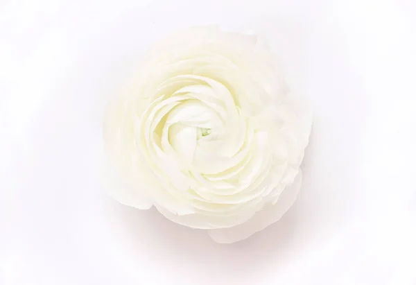 Crema Ranuncolo Fiore Sfondo Bianco Vista Dall Alto — Foto Stock