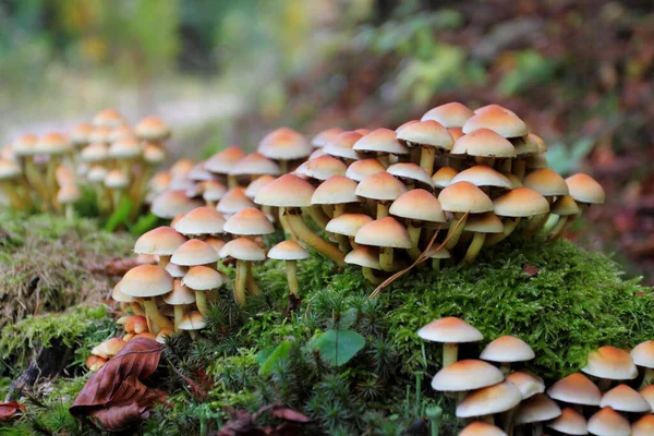 Paddenstoelen Het Bos — Stockfoto