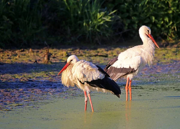 Ein Storch Spaziert Wasser — Stockfoto