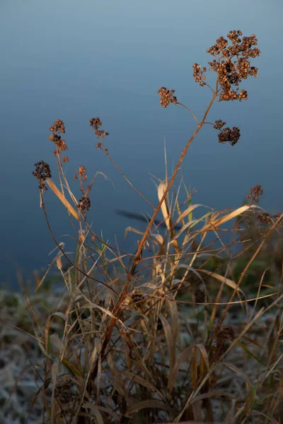 Bord Rivière Oder — Photo