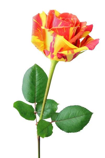 Kolorowa Róża Rosaceae Kolorze Żółtym Pomarańczowym Widoku Bocznym Izolowana Białym — Zdjęcie stockowe