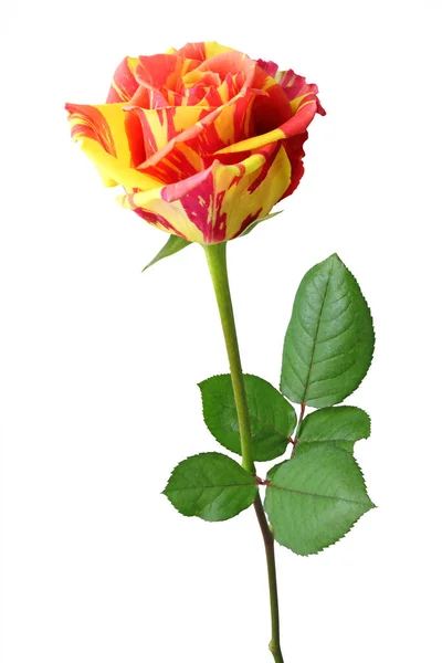 Rosa Colorida Rosaceae Color Amarillo Naranja Vista Lateral Aislada Sobre —  Fotos de Stock