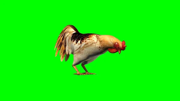 Rooster Isolated Green Background Illustration — Stock Photo, Image