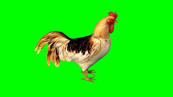 Rooster Isolated Green Background Illustration — Stock Photo, Image