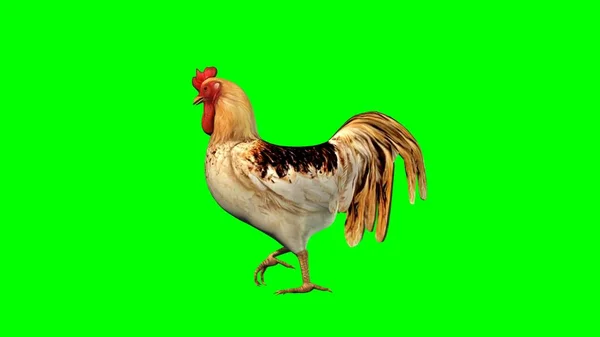 Rooster Isolated Green Background Illustration — Stock Photo, Image