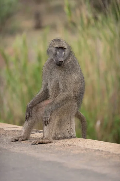 Male Baboon Close Portrait — Stock Photo, Image