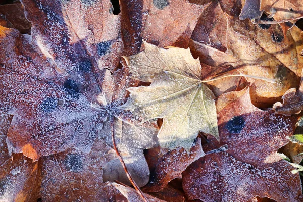 森林枫叶上的冰霜冰 闪亮的结霜叶表面 自然花卉图案背景 宏特写镜头 — 图库照片