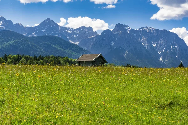 Bloemenweide Het Alpengebied — Stockfoto