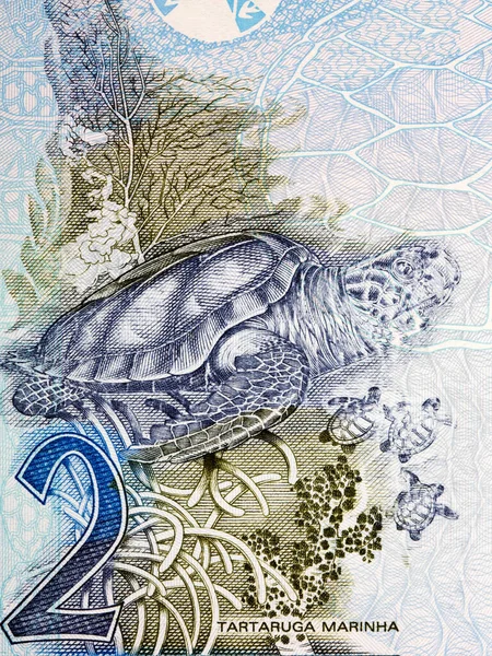 Hawksbill Havssköldpadda Ett Porträtt Gamla Brasilianska Pengar Real — Stockfoto