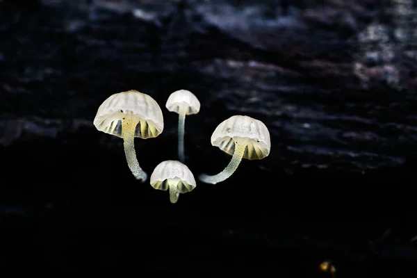 Weißer Pilz Wald — Stockfoto