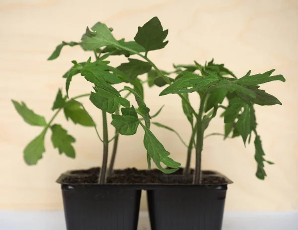 Tomatenpflanzen Solanum Lycopersicum Sämlinge Plastiktöpfen — Stockfoto
