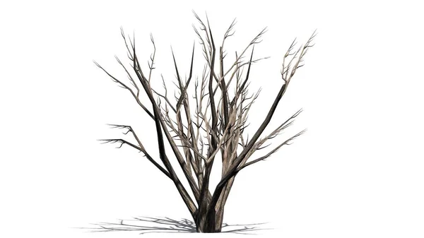 Estupro Myrtle Árvore Isolada Fundo Branco Ilustração — Fotografia de Stock