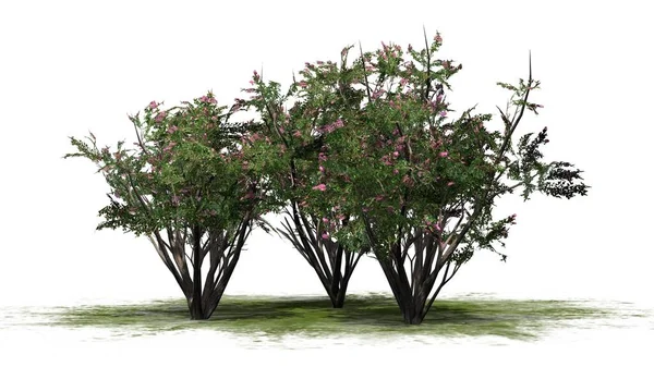 Crape Myrtle Groupe Arbres Isolé Sur Fond Blanc Illustration — Photo