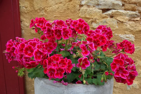 Beautiful Flowers Garden — Stock Photo, Image