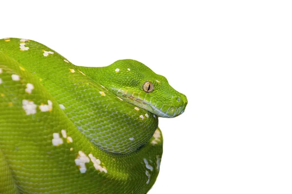 Retrato Serpente Python Verde Isolado Fundo Branco — Fotografia de Stock