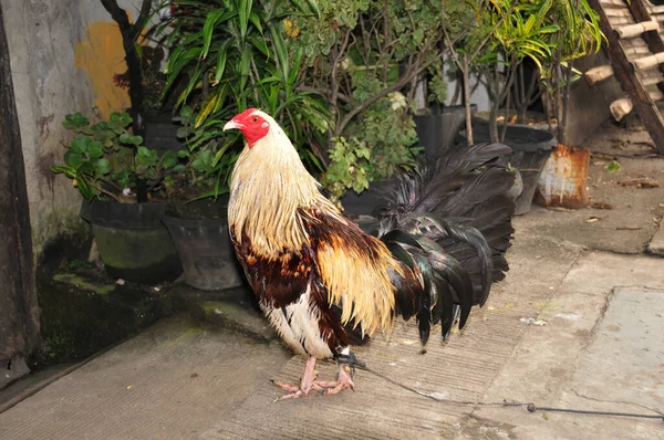 Tembakan Jarak Dekat Dari Ayam Jantan Yang Cantik Sebuah Peternakan — Stok Foto