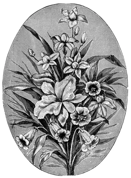 マシン刺繍花の装飾 19世紀のイラスト — ストック写真