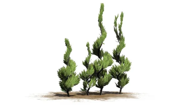 Juniper Topiary Tree Cluster — 스톡 사진