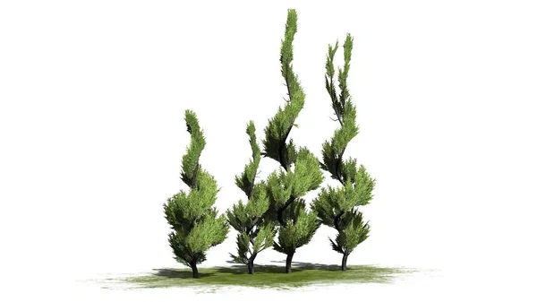 Enbär Topiary Träd Kluster Isolerad Vit Bakgrund Illustration — Stockfoto