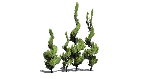 Juniper Topiary Tree Cluster — 스톡 사진