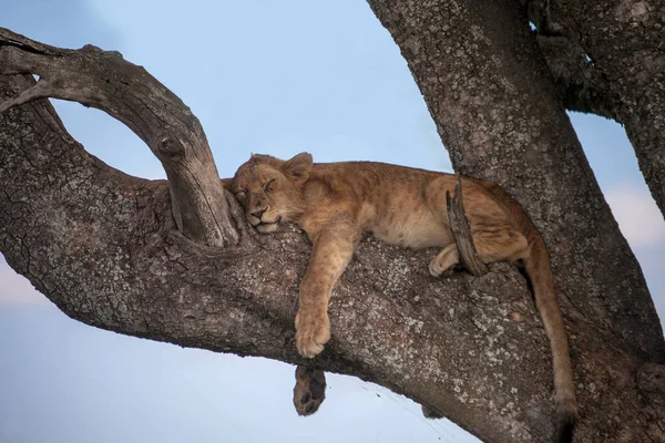 Лев Відпочиває Спить Дереві Танзанія Африка — стокове фото