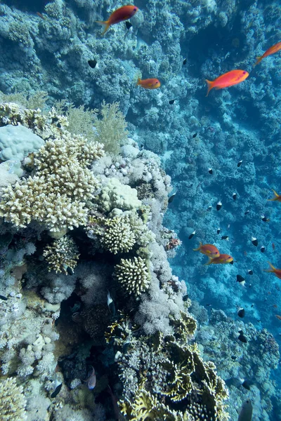 热带海底多彩的珊瑚礁 硬珊瑚 水下景观 — 图库照片