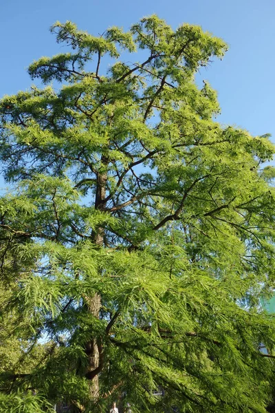 Φαλακρό Κυπαρίσσι Στο Πάρκο Του Αμβούργου Planten Blomen — Φωτογραφία Αρχείου