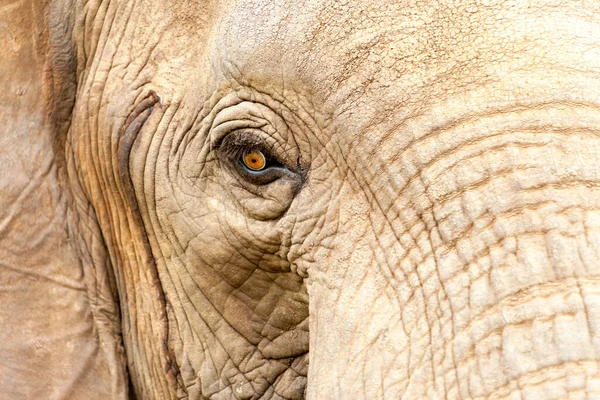 Cabeza Elefante Salvaje Muy Corta Distancia Tanzania Kenia África — Foto de Stock