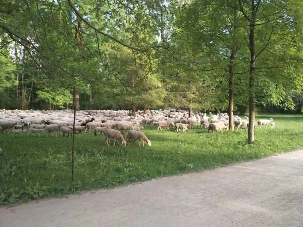 Schafherde Auf Der Weide — Stockfoto