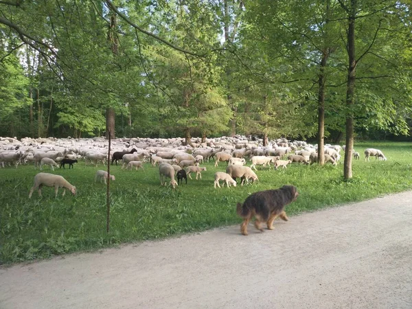 Owce Górach — Zdjęcie stockowe