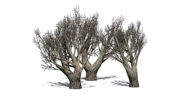 Aglomerado Arbustos Azeitona Africana Inverno Isolado Fundo Branco Ilustração — Fotografia de Stock