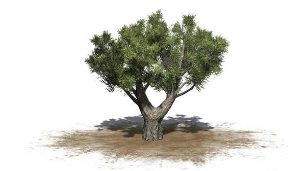 Arbusto Olivo Africano Aislado Sobre Fondo Blanco Ilustración —  Fotos de Stock